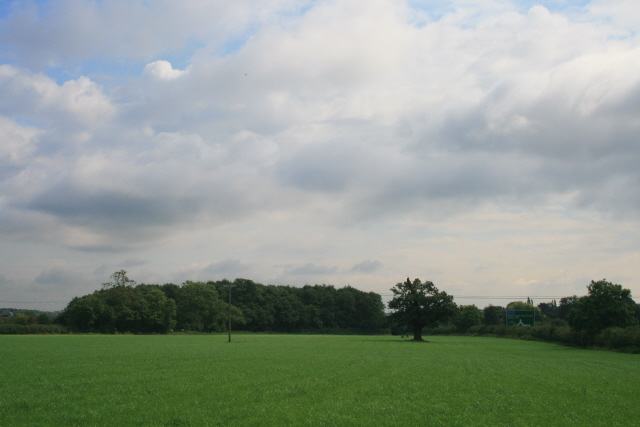 A field with a single oak tree