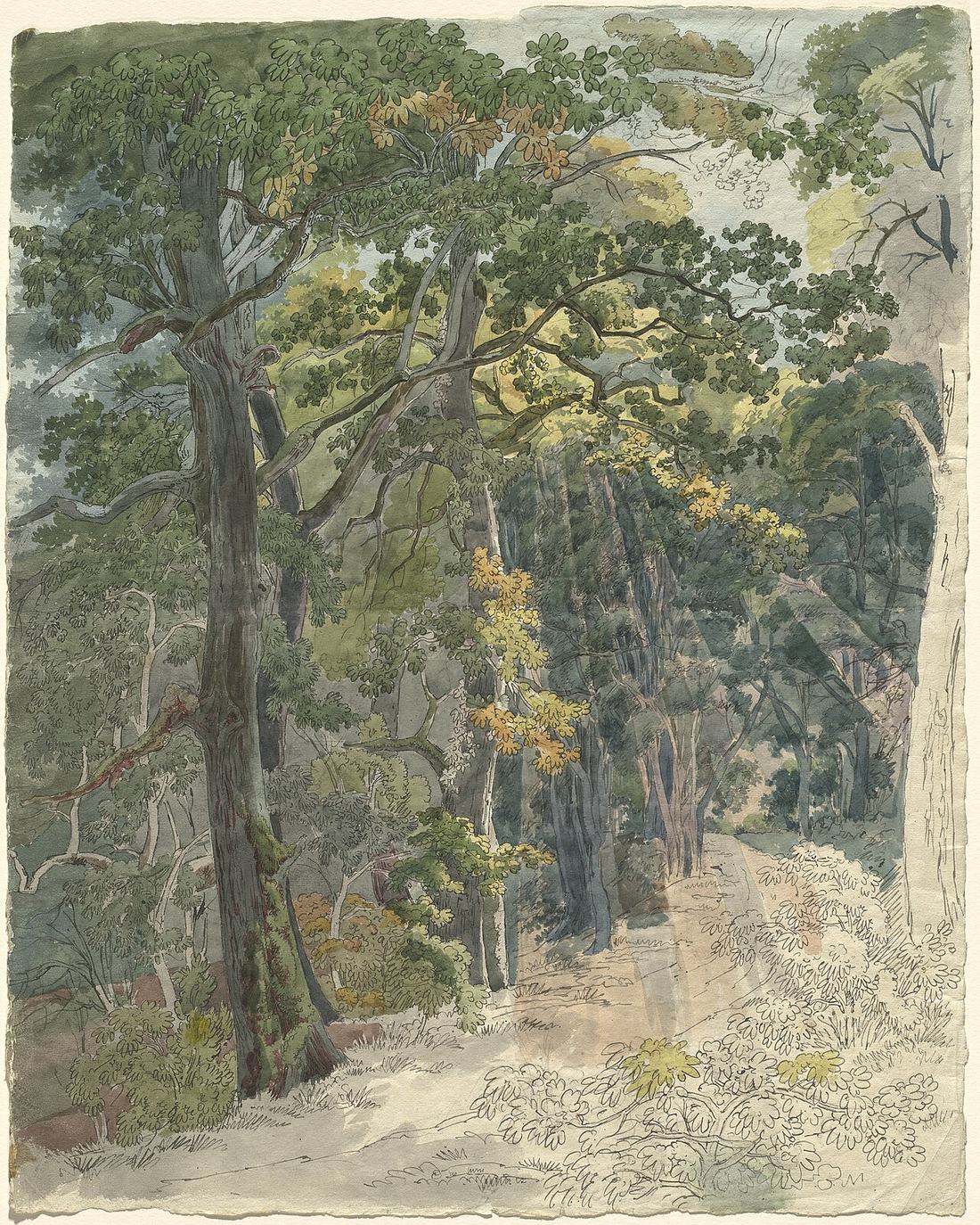 Sunlight on a woodland path