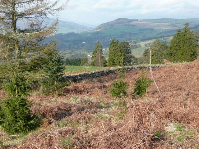 A dry stone wall beside woodland