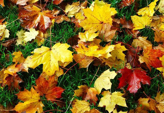 Autumn leaves on a path in a Belfast park