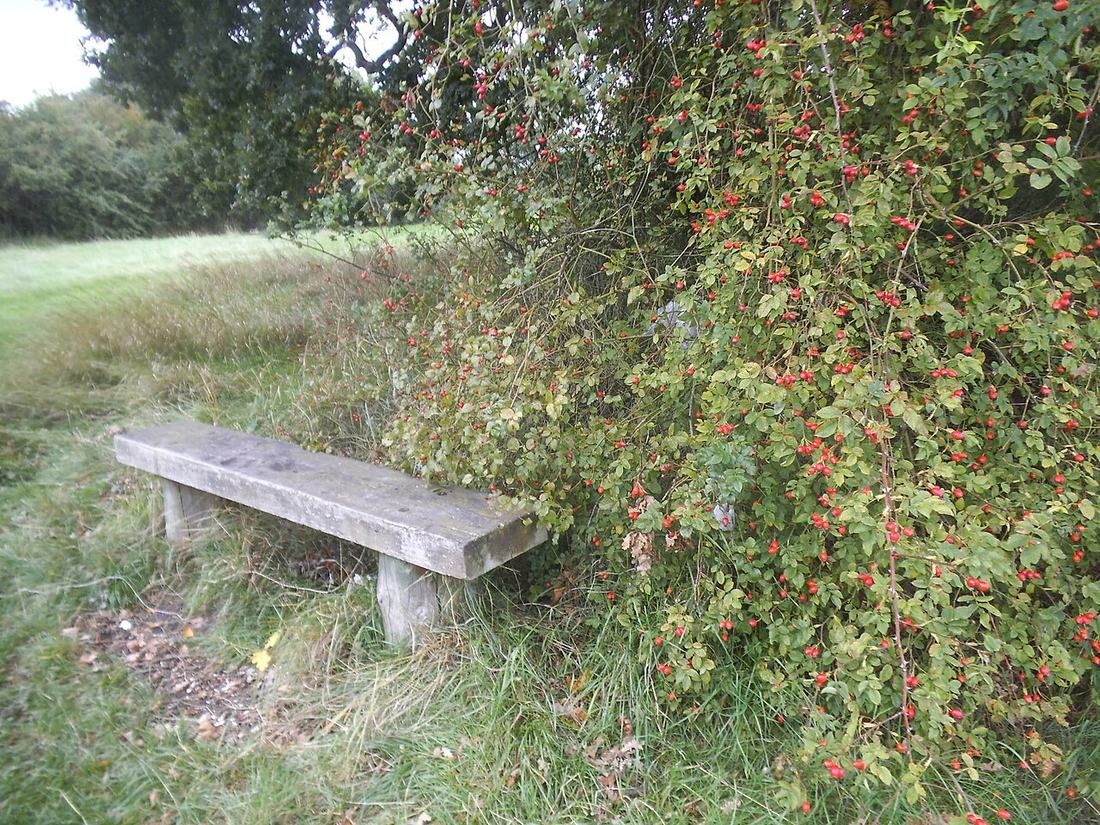 A bench and berries in Fryent Park